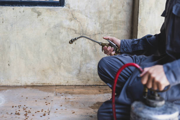 Best Termite Control Services  in Gantt, SC